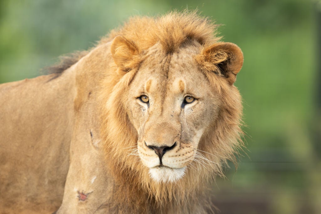 No There Are Not Lions On The Loose In Downtown Detroit