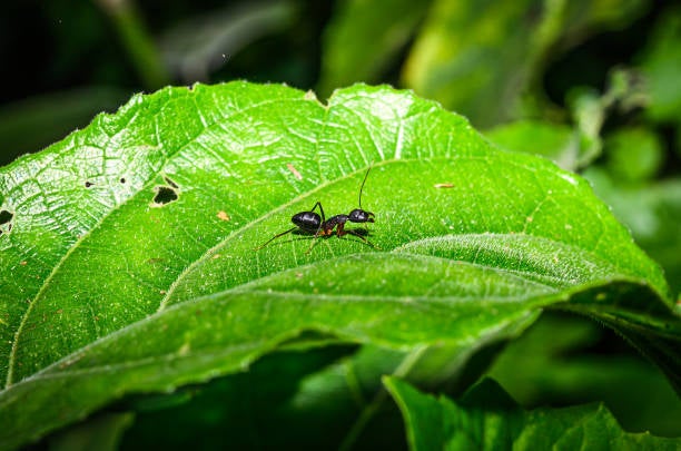 Thai Man Uses Ant Bites to Try and Enlarge Penis - Dave and Chuck the Freak