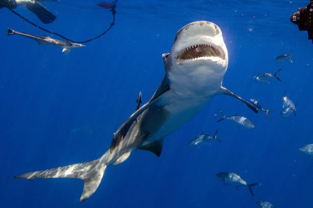 Video Shows Shark Hanging Off Pick-Up Truck Driving Down Florida ...