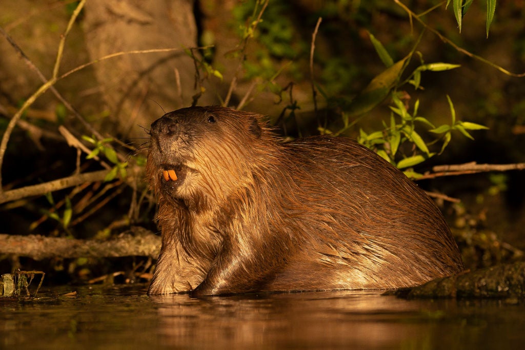 Beavers Make Themselves At Home In Phoenix Area Yards - Dave and Chuck ...