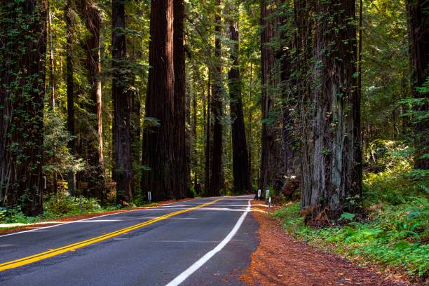 What Happens When a Redwood Tree Falls - Dave and Chuck the Freak